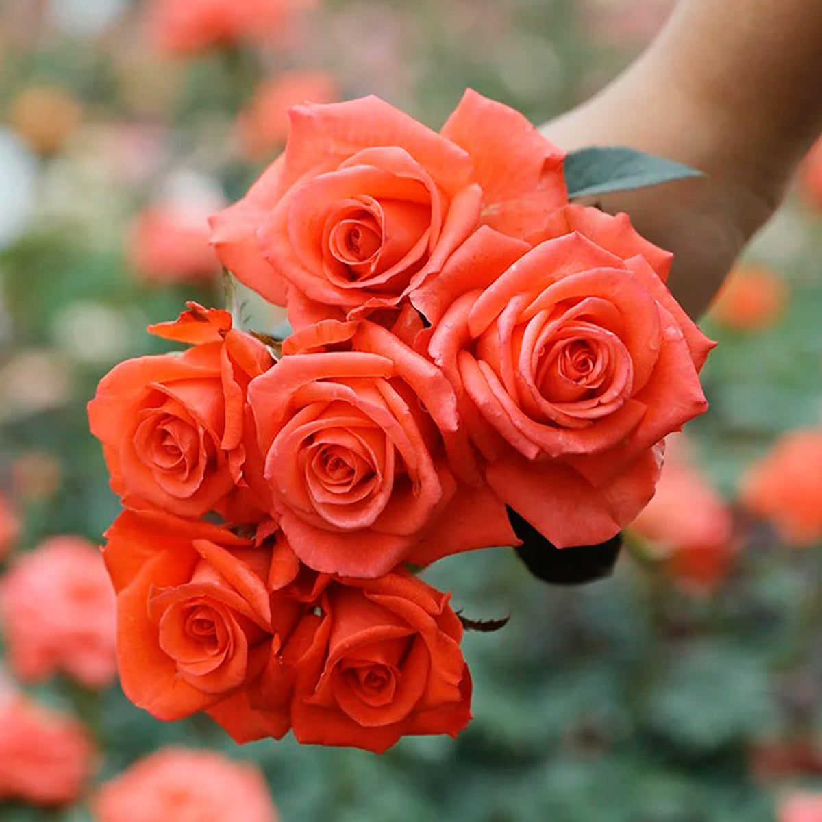 Movie Star German Florist Shrub Rose