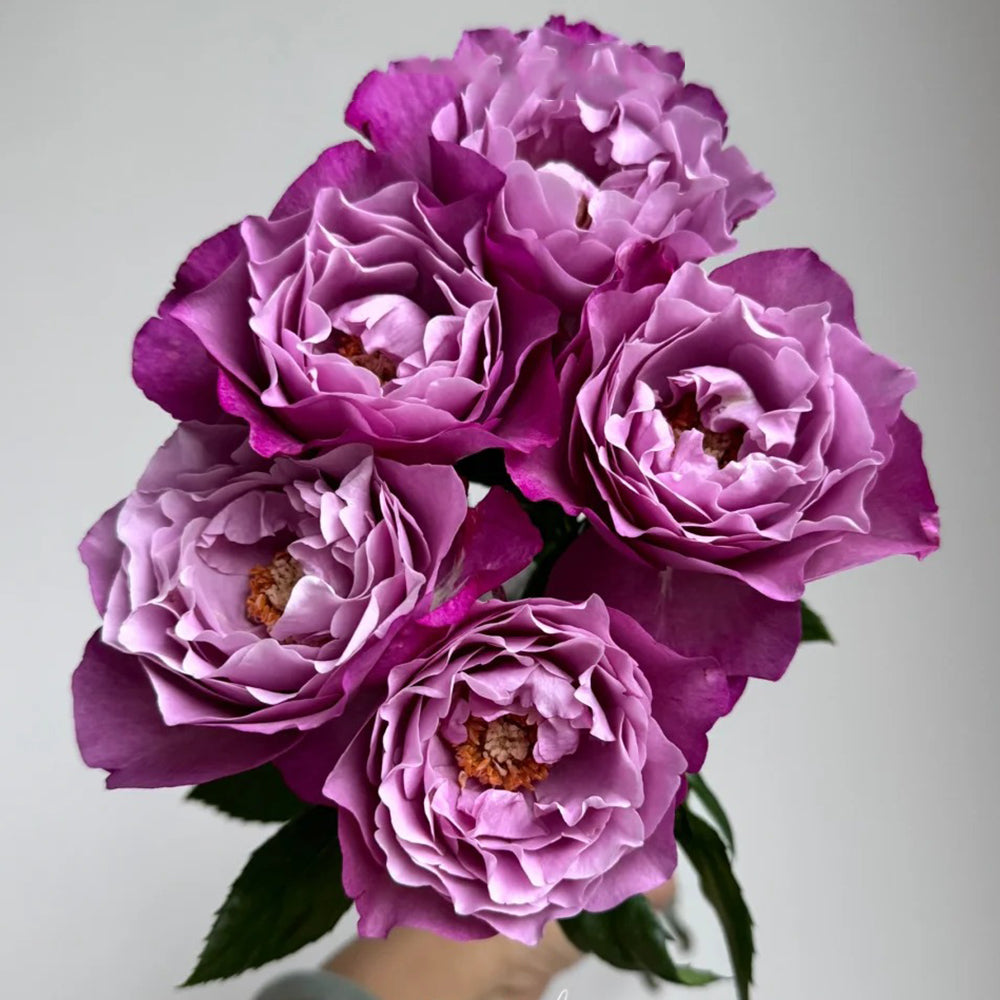 Muriel Robin French Florist Shrub Rose