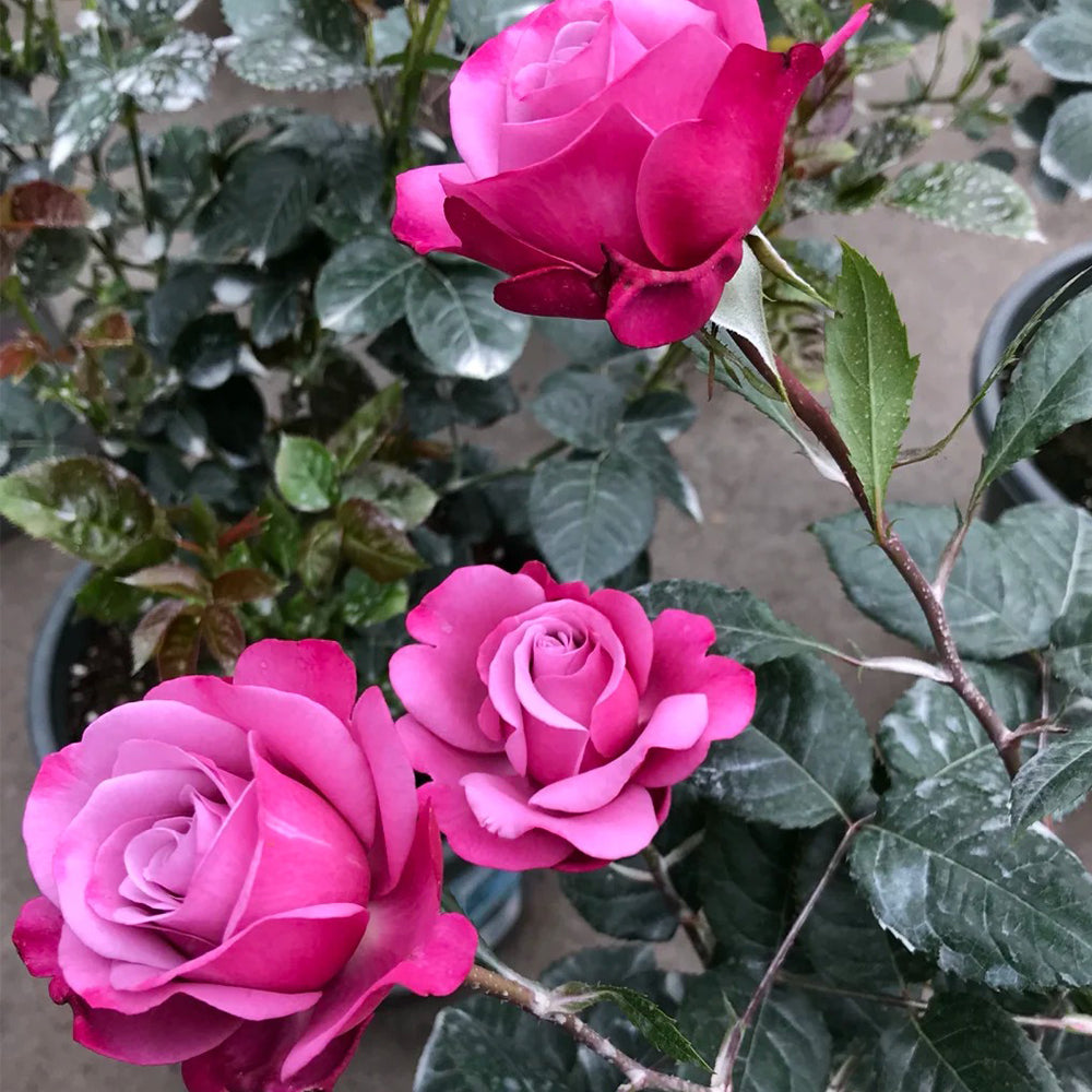 Muriel Robin French Florist Shrub Rose