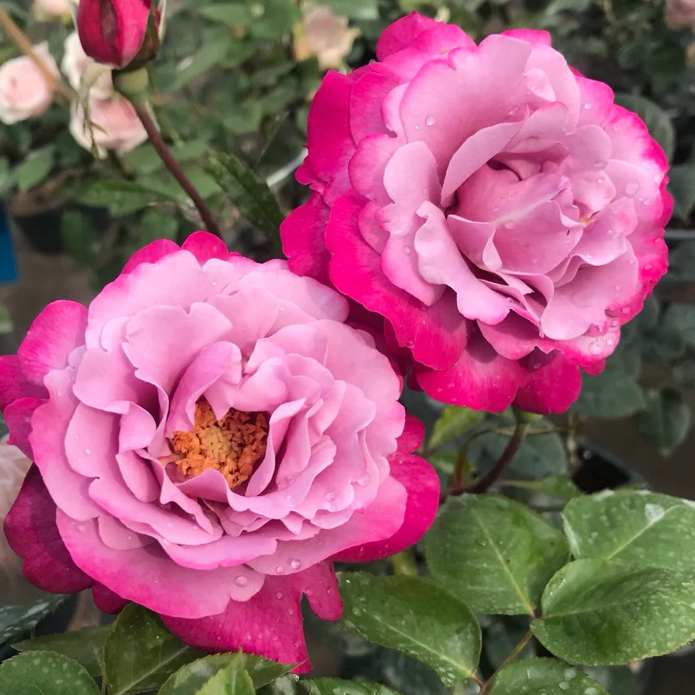 Muriel Robin French Florist Shrub Rose