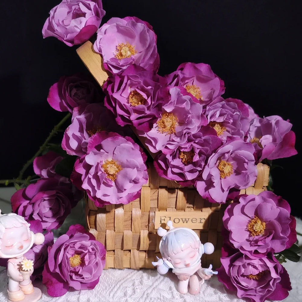 Muriel Robin French Florist Shrub Rose