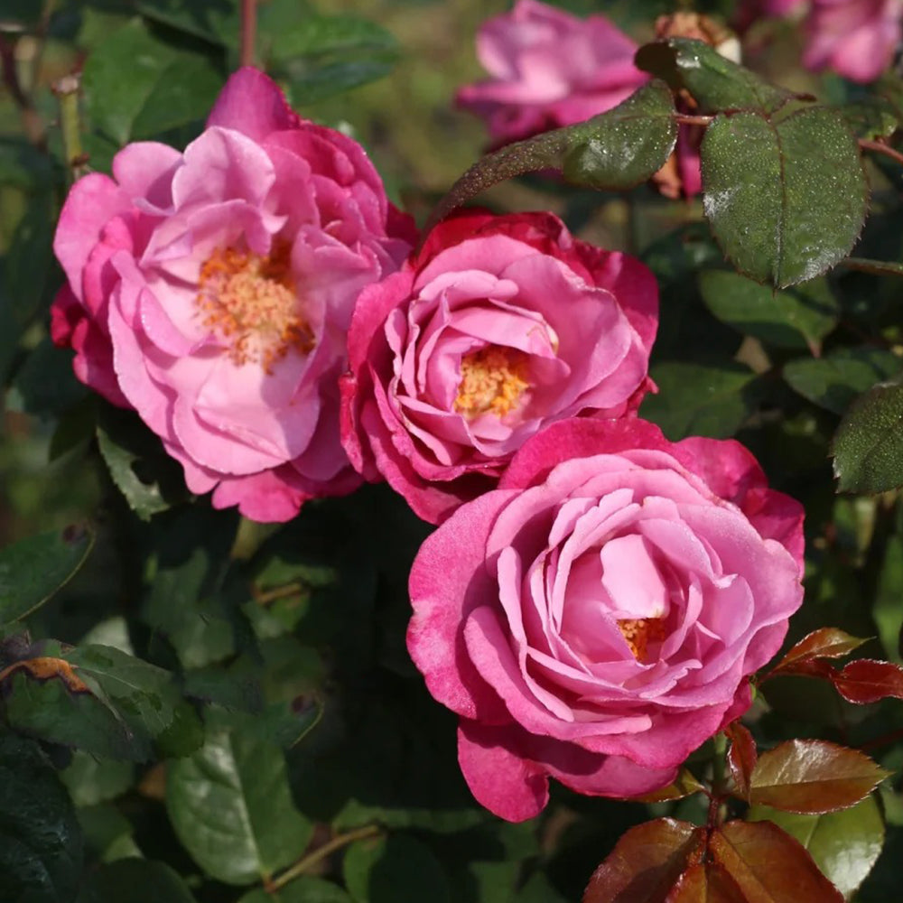 Muriel Robin French Florist Shrub Rose