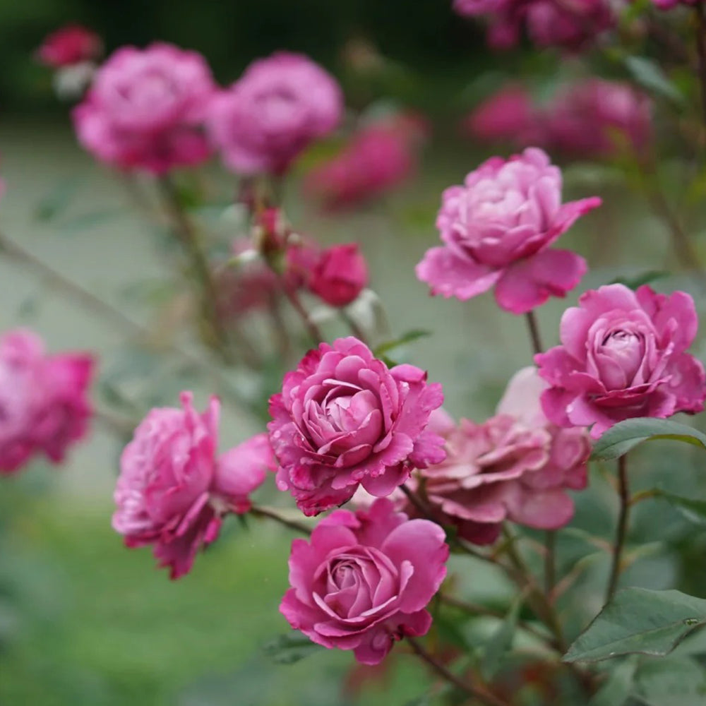 Muriel Robin French Florist Shrub Rose