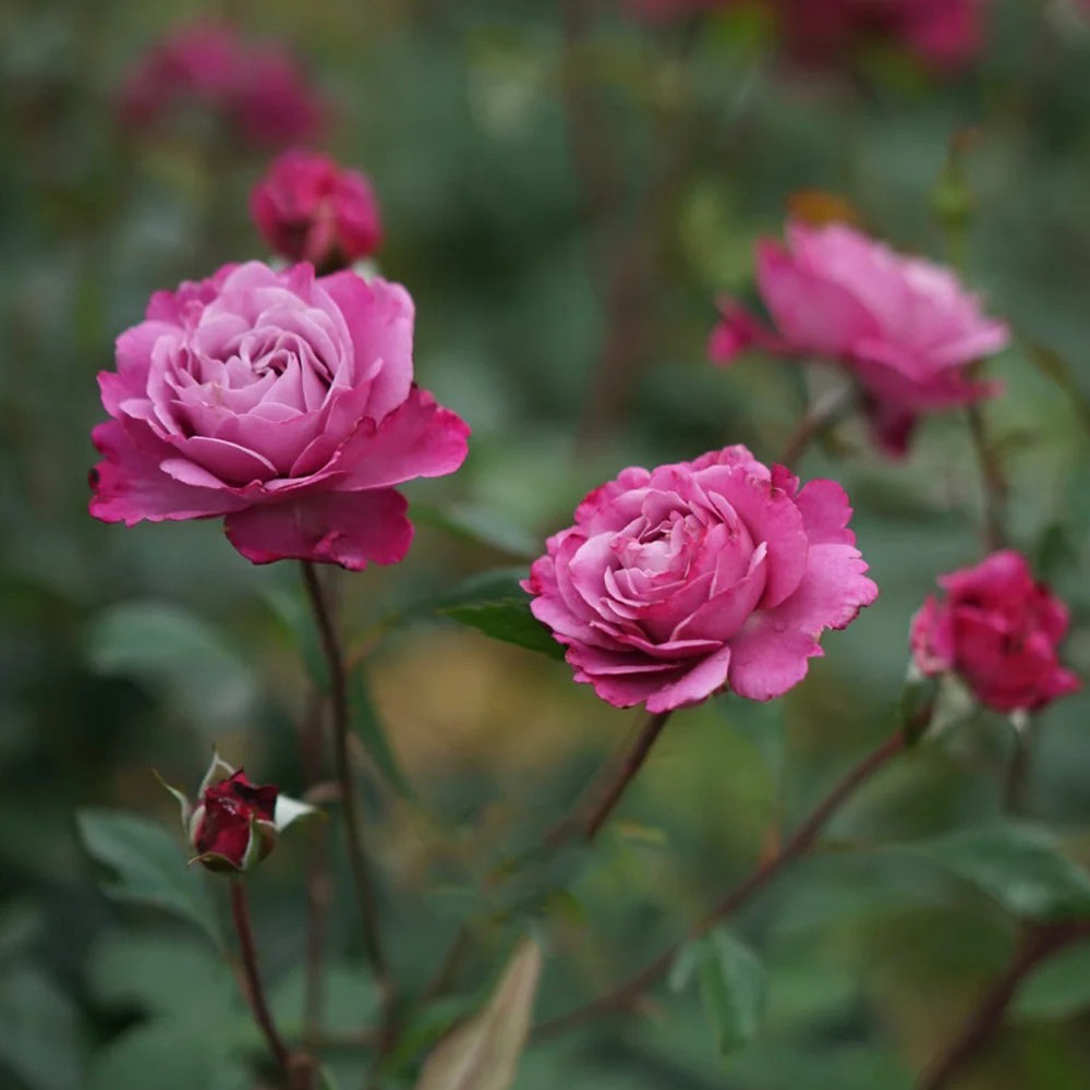Muriel Robin French Florist Shrub Rose