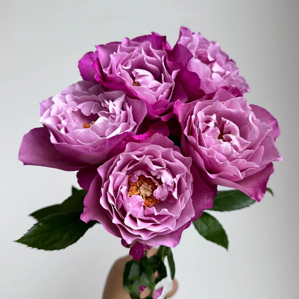 Muriel Robin French Florist Shrub Rose