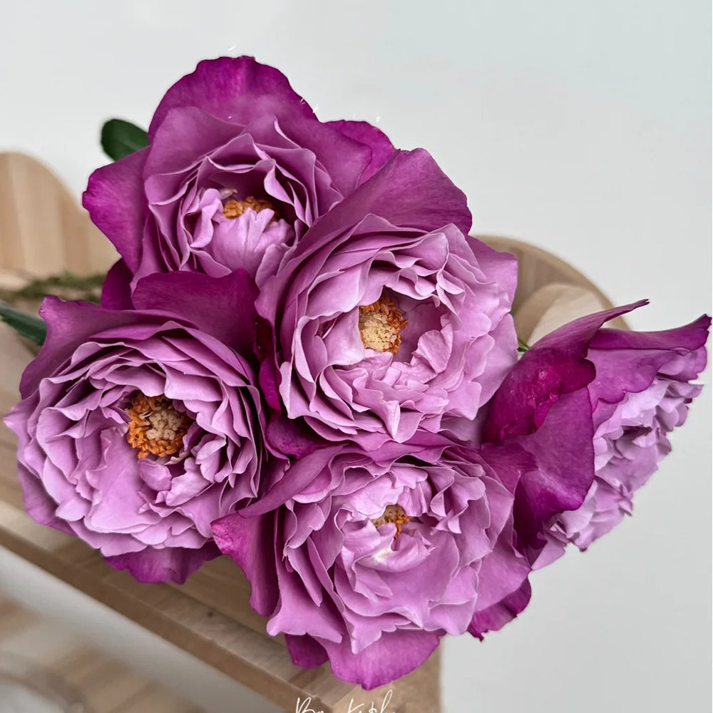 Muriel Robin French Florist Shrub Rose