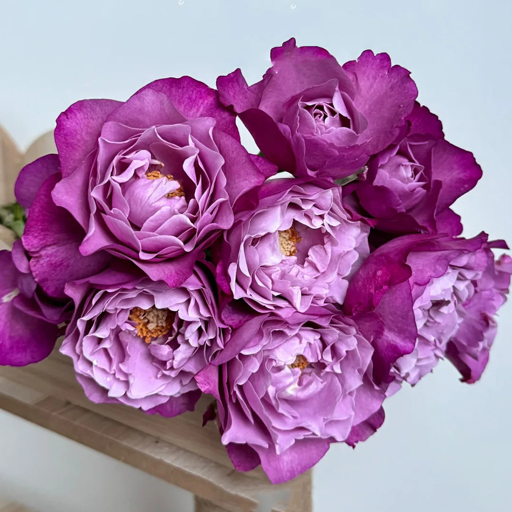 Muriel Robin French Florist Shrub Rose