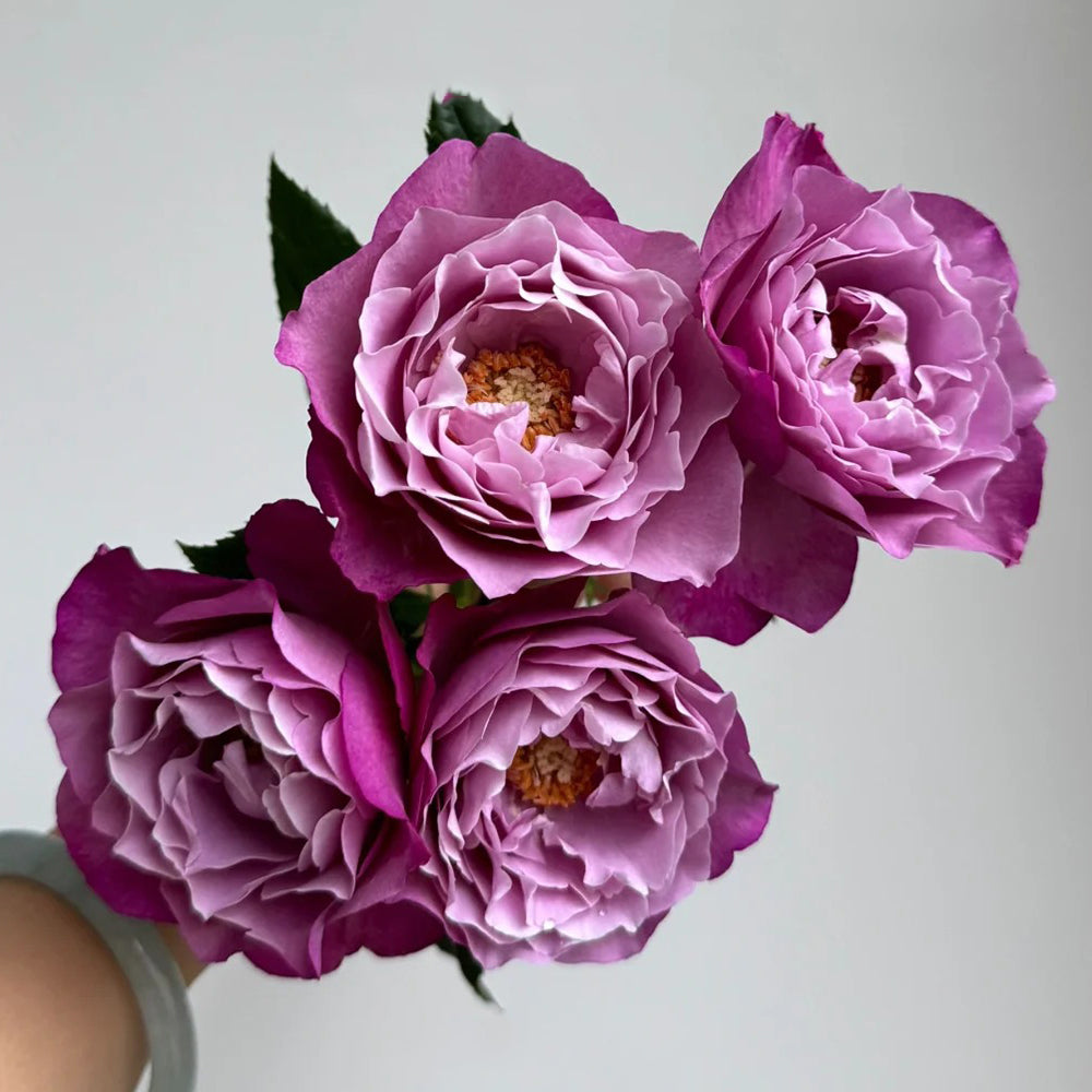 Muriel Robin French Florist Shrub Rose