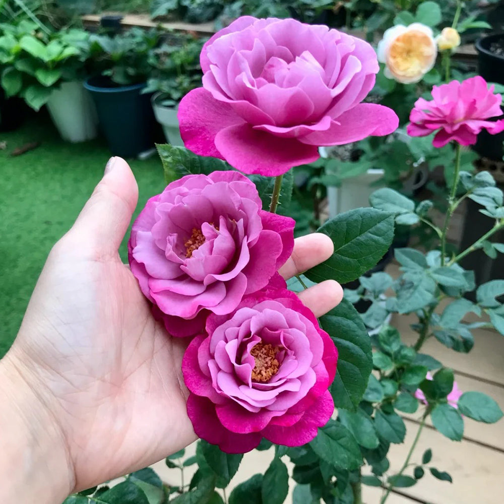 Muriel Robin French Florist Shrub Rose