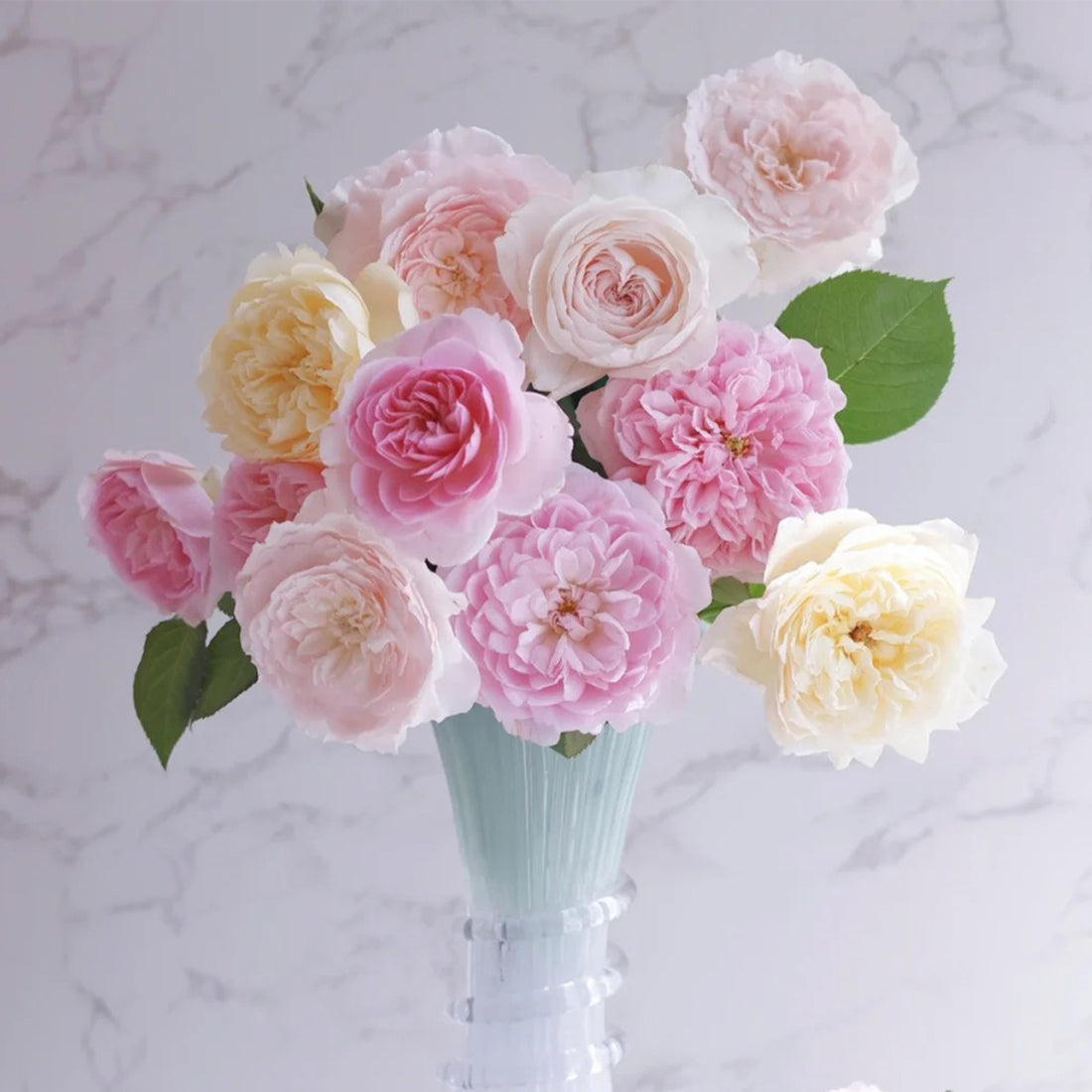Mystery Box Shrub Rose