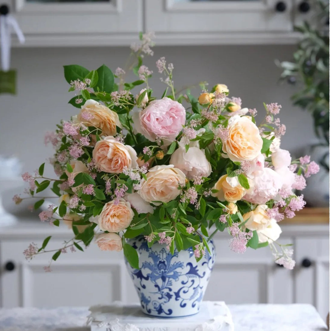 Mystery Box Shrub Rose