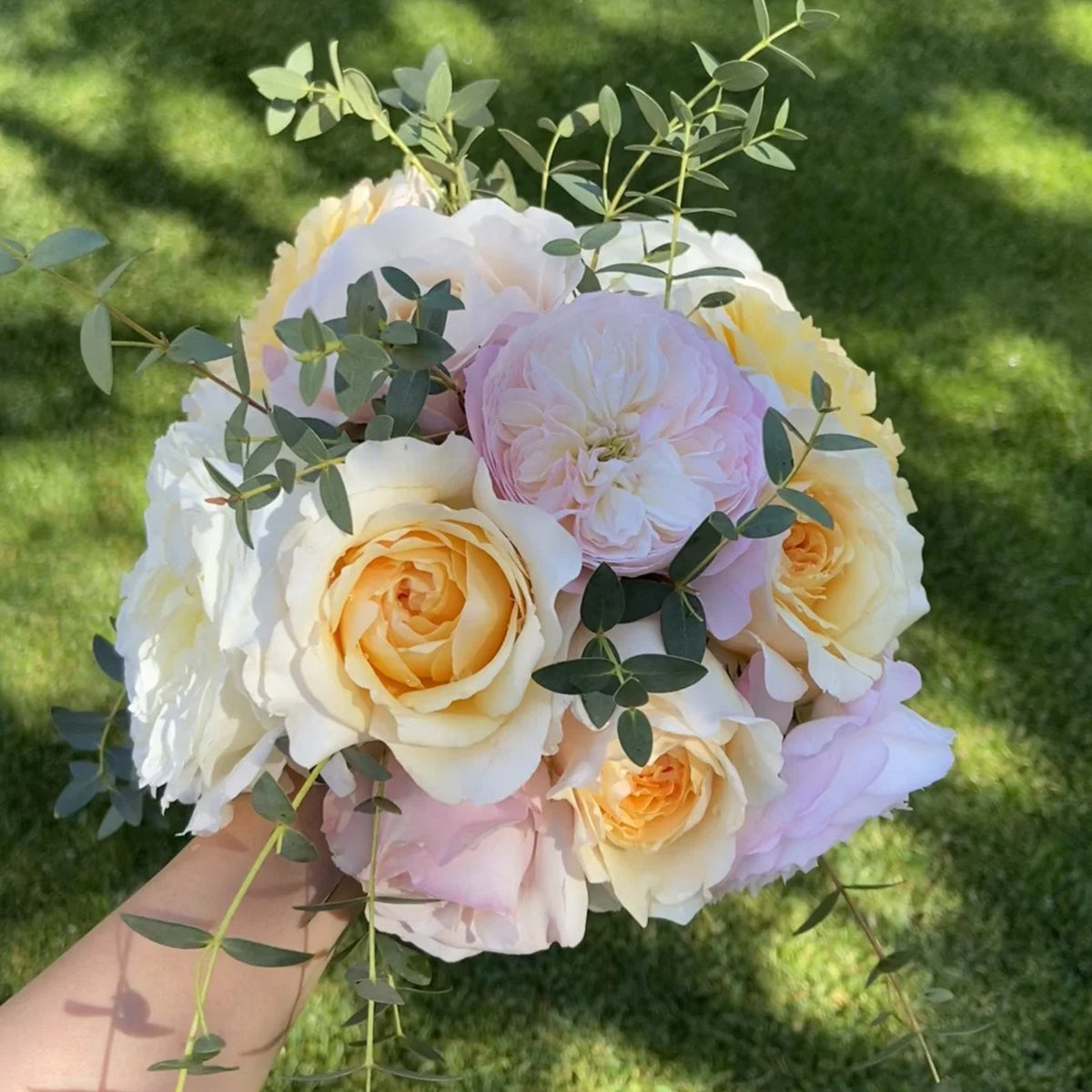 Mystery Box Shrub Rose