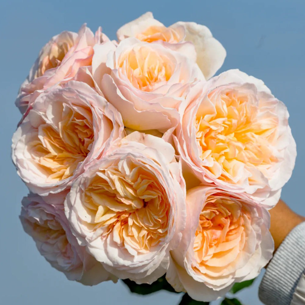 Mystic Moon Chinese Florist Shrub Rose