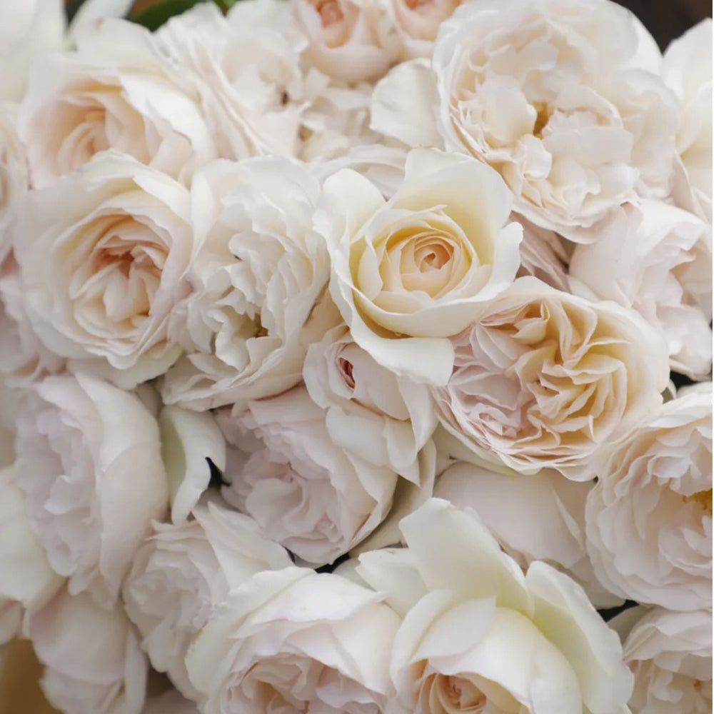 Mystic Moon Chinese Florist Shrub Rose