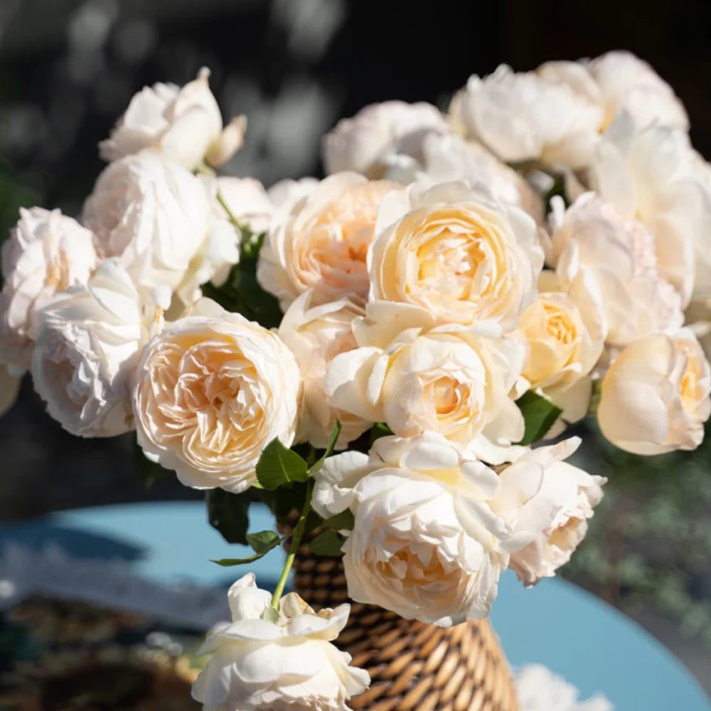 Mystic Moon Chinese Florist Shrub Rose