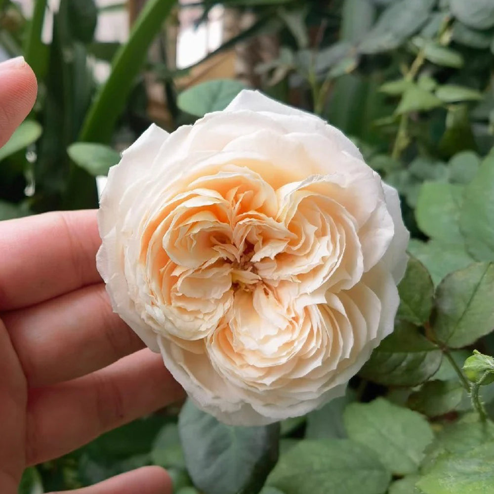 Mystic Moon Chinese Florist Shrub Rose