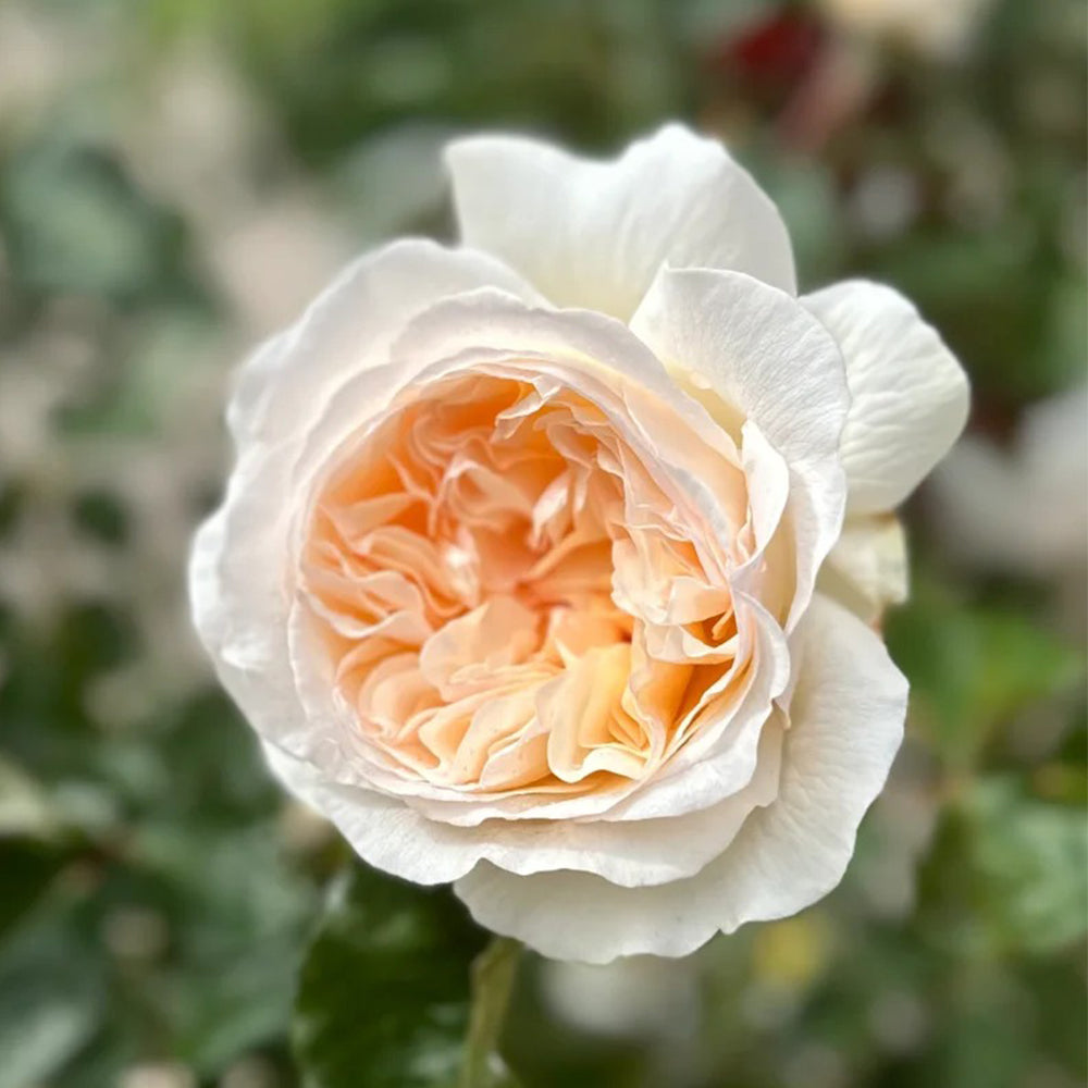 Mystic Moon Chinese Florist Shrub Rose