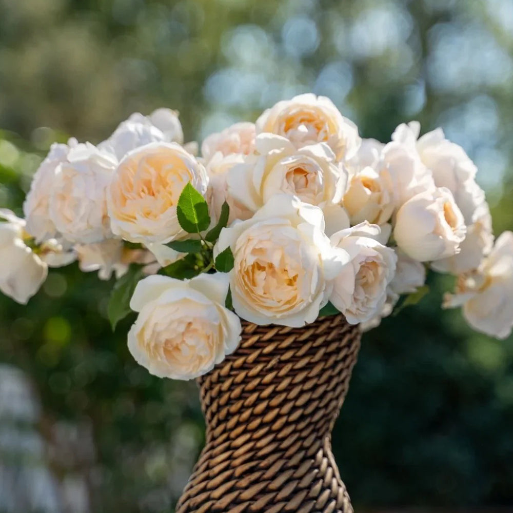 Mystic Moon Chinese Florist Shrub Rose