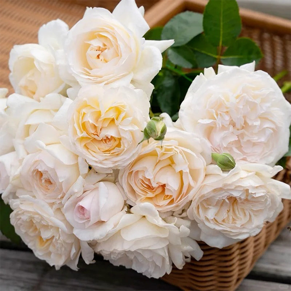 Mystic Moon Chinese Florist Shrub Rose