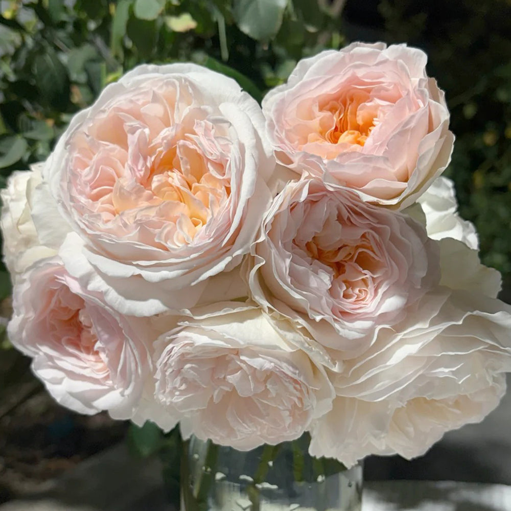 Mystic Moon Chinese Florist Shrub Rose