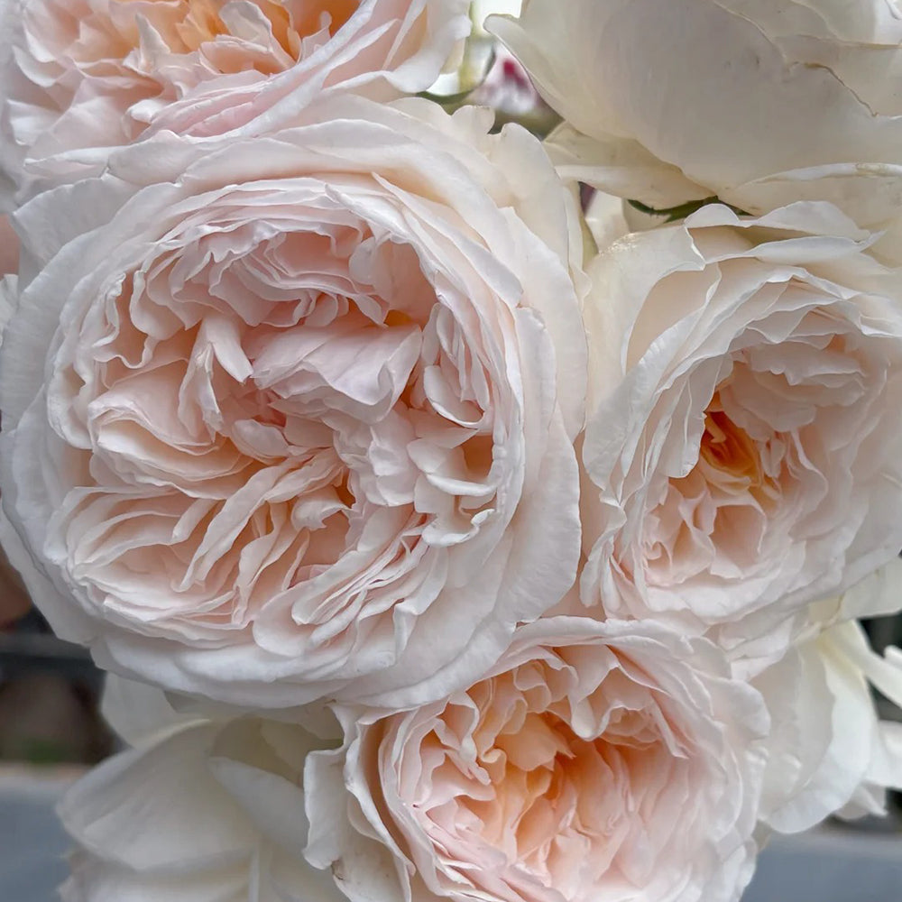 Mystic Moon Chinese Florist Shrub Rose