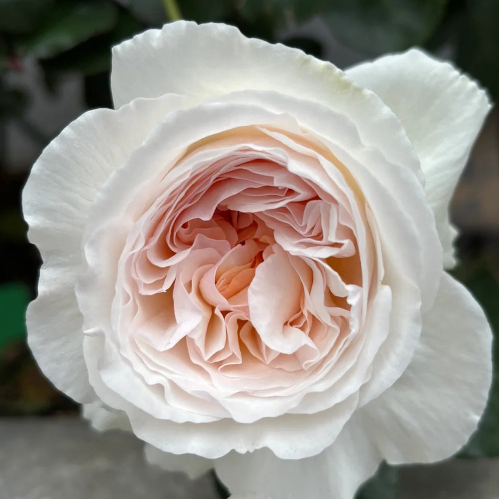 Mystic Moon Chinese Florist Shrub Rose