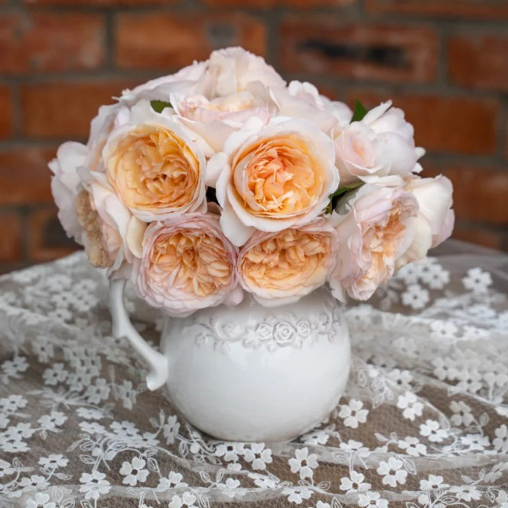 Mystic Moon Chinese Florist Shrub Rose
