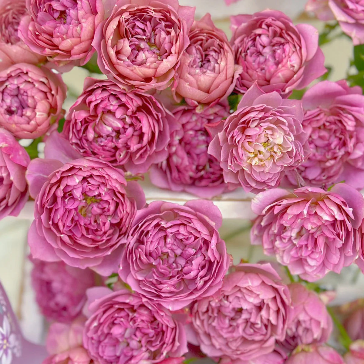 Nagi Japanese Florist Shrub Rose