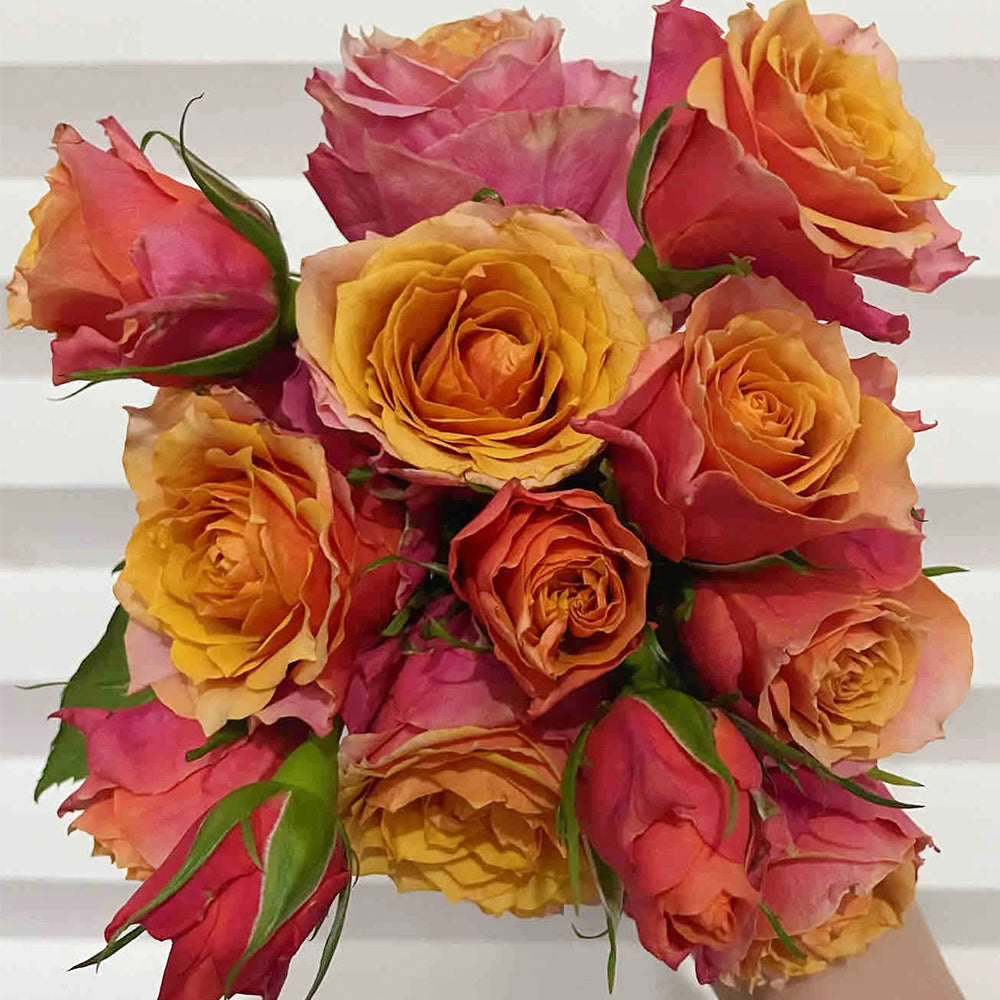 Denmark Florist Miniature Rose Inspired by Napoli Forever