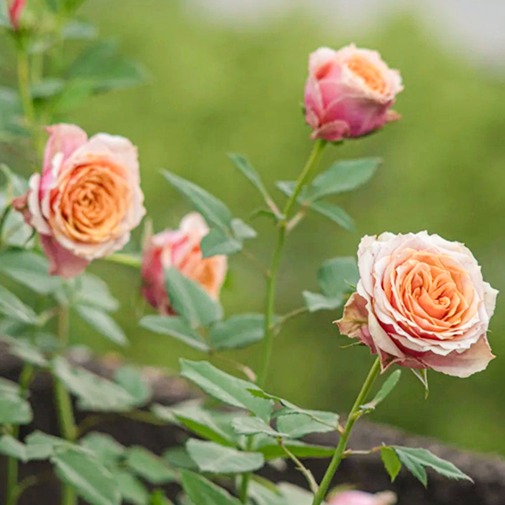 Denmark Florist Miniature Rose Inspired by Napoli Forever
