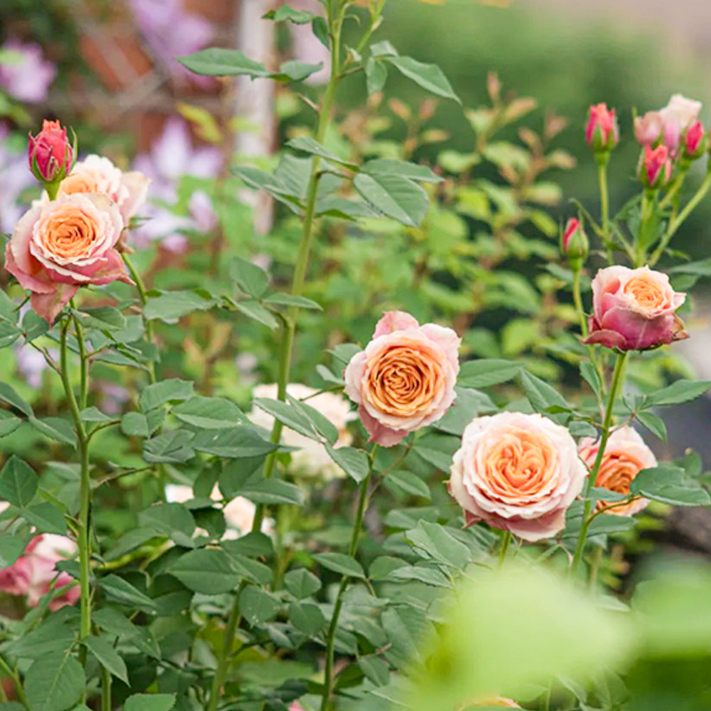 Denmark Florist Miniature Rose Inspired by Napoli Forever