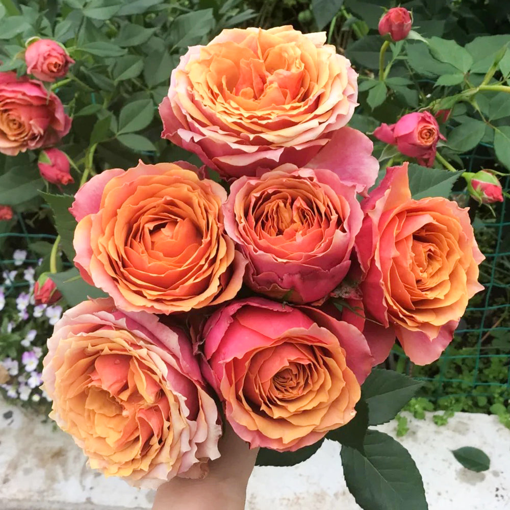 Denmark Florist Miniature Rose Inspired by Napoli Forever