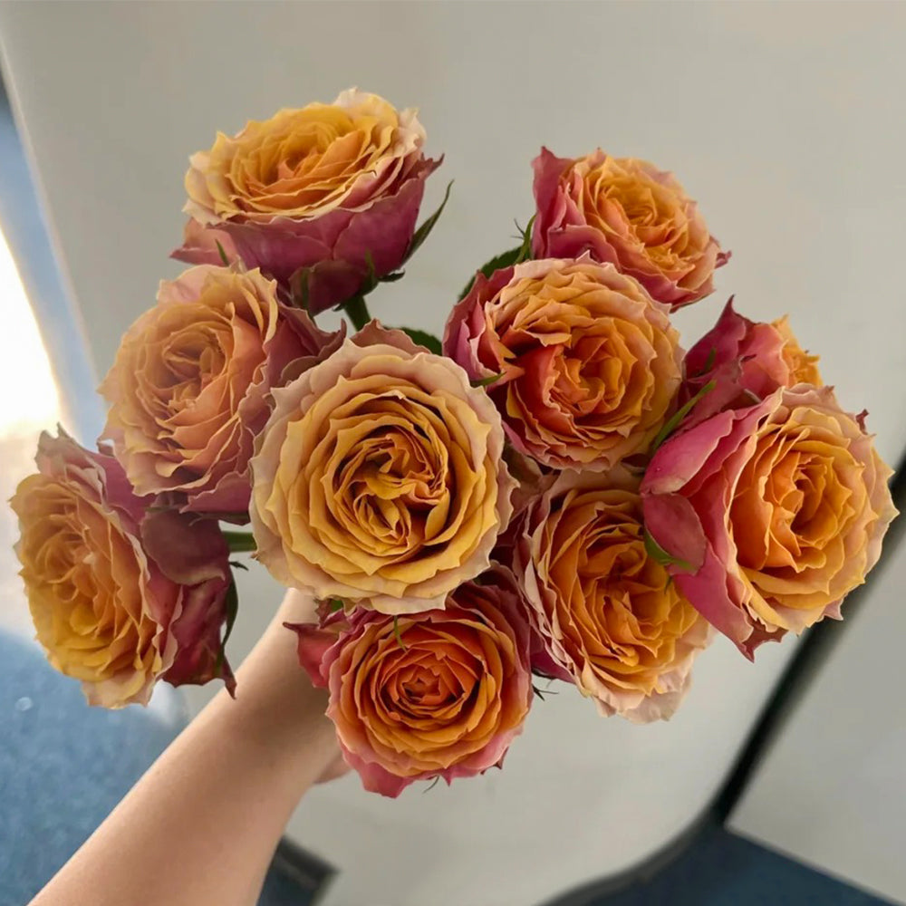 Denmark Florist Miniature Rose Inspired by Napoli Forever