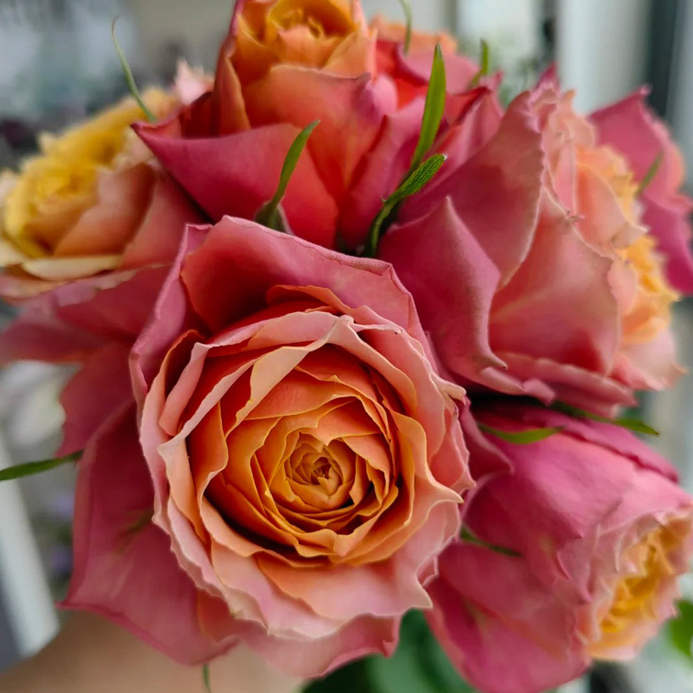 Denmark Florist Miniature Rose Inspired by Napoli Forever