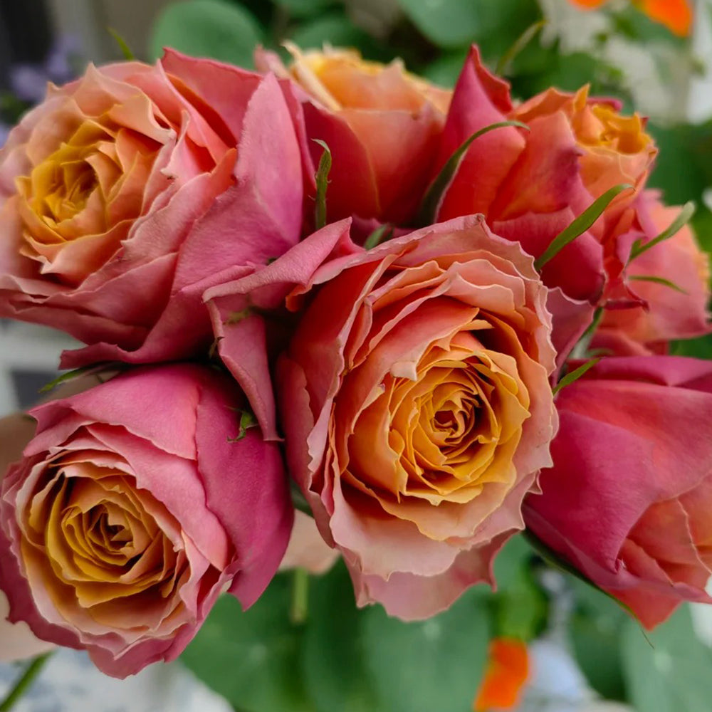 Denmark Florist Miniature Rose Inspired by Napoli Forever