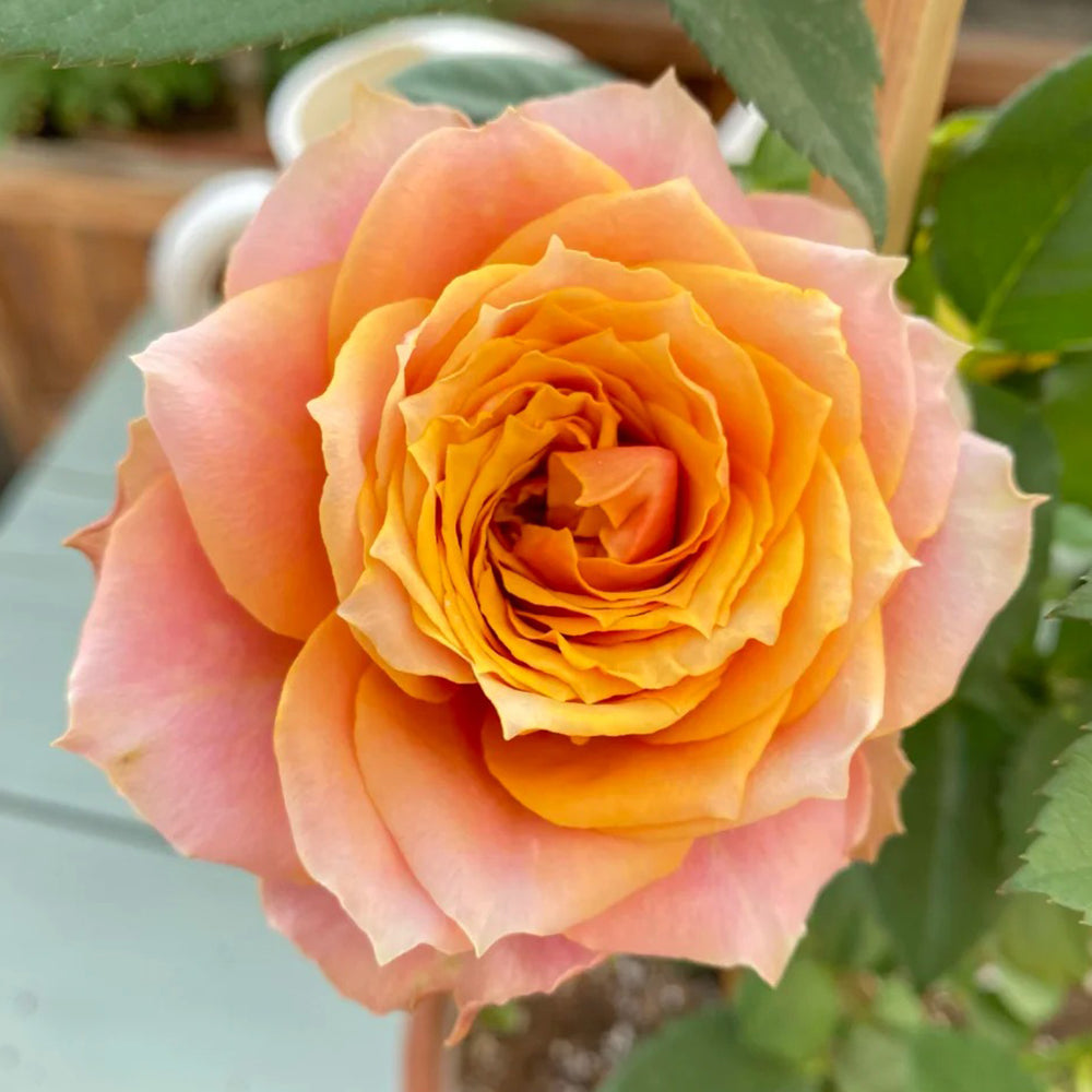 Denmark Florist Miniature Rose Inspired by Napoli Forever