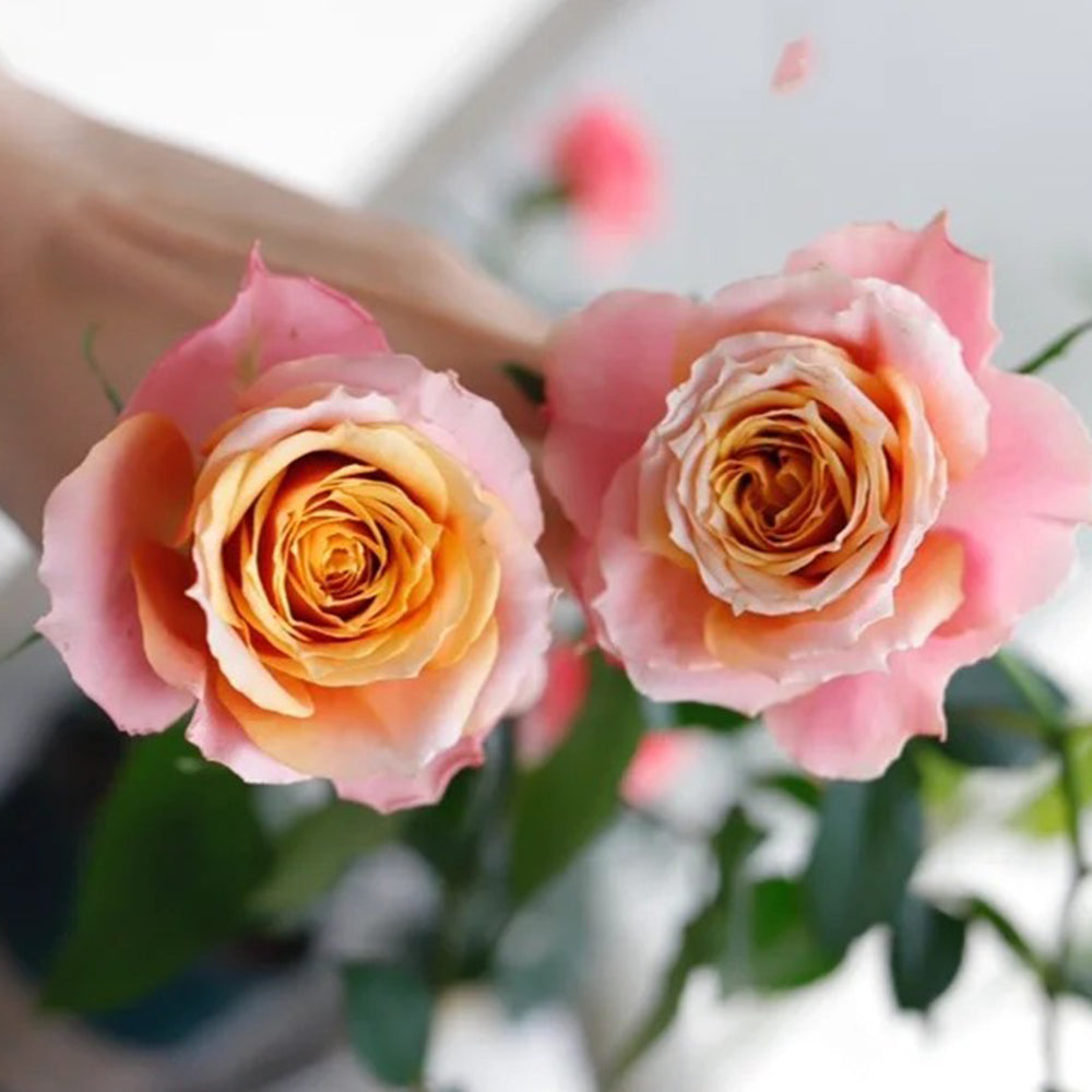 Denmark Florist Miniature Rose Inspired by Napoli Forever