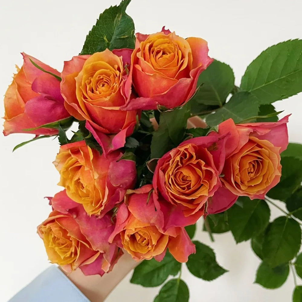 Denmark Florist Miniature Rose Inspired by Napoli Forever