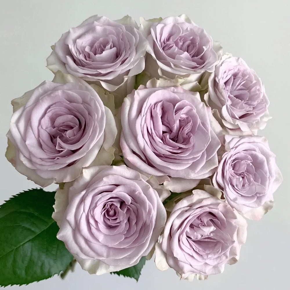 rose Nautica German Florist Shrub Rose For Sale – Highgarden Roses