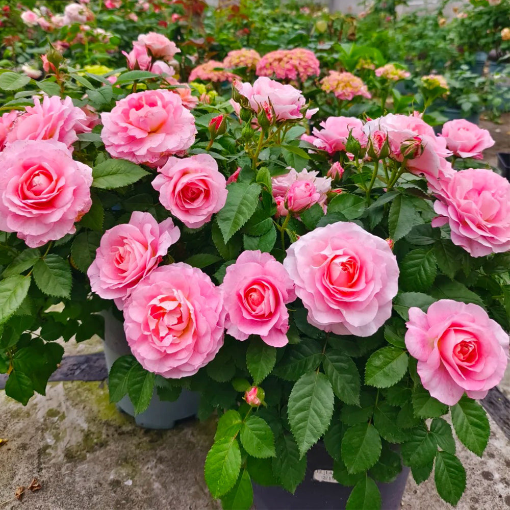 Neptune King Terrazza Dutch Florist Shrub Rose