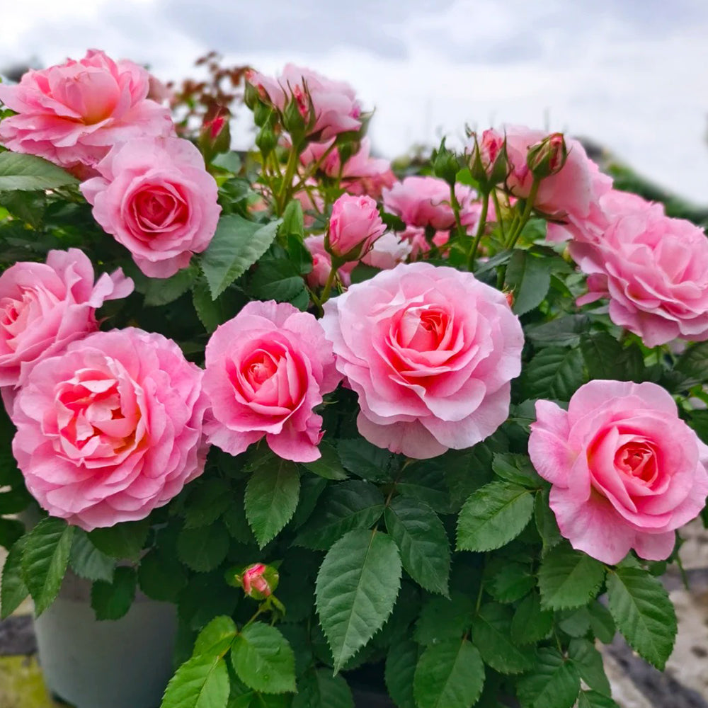 Neptune King Terrazza Dutch Florist Shrub Rose