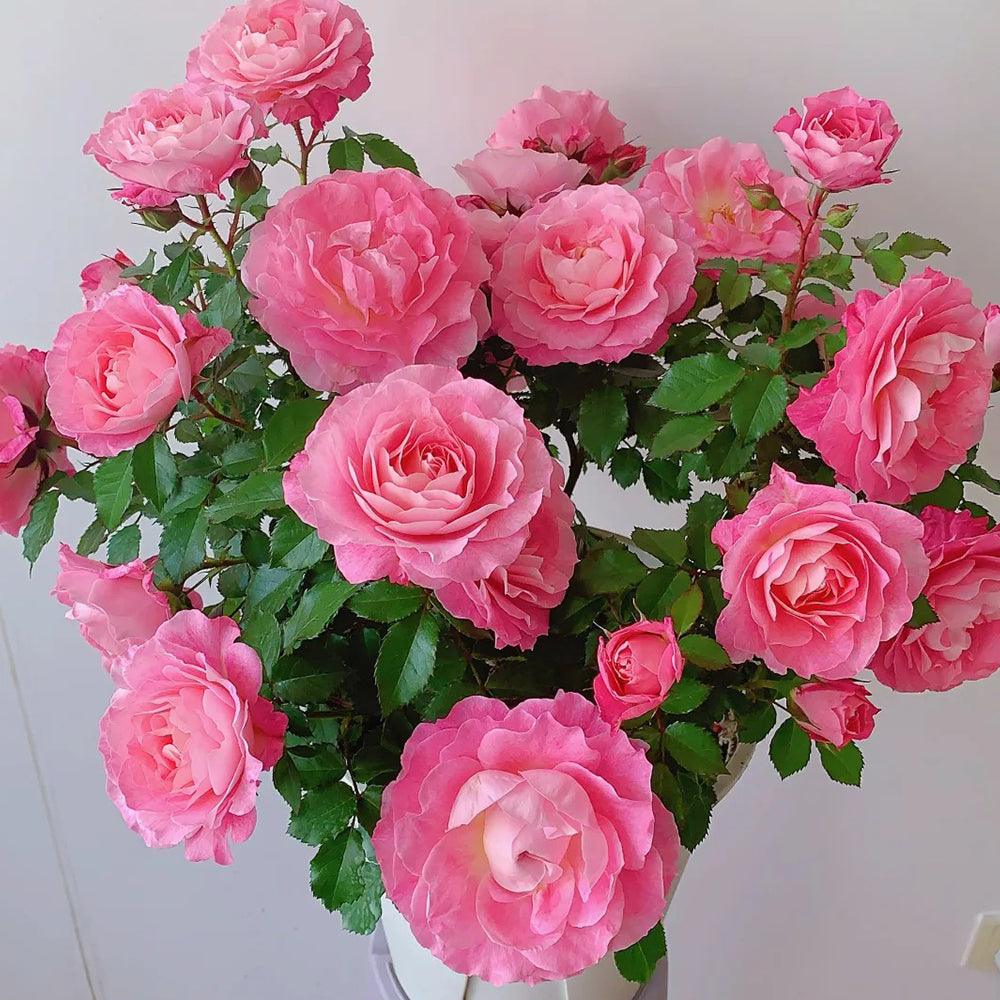 Neptune King Terrazza Dutch Florist Shrub Rose