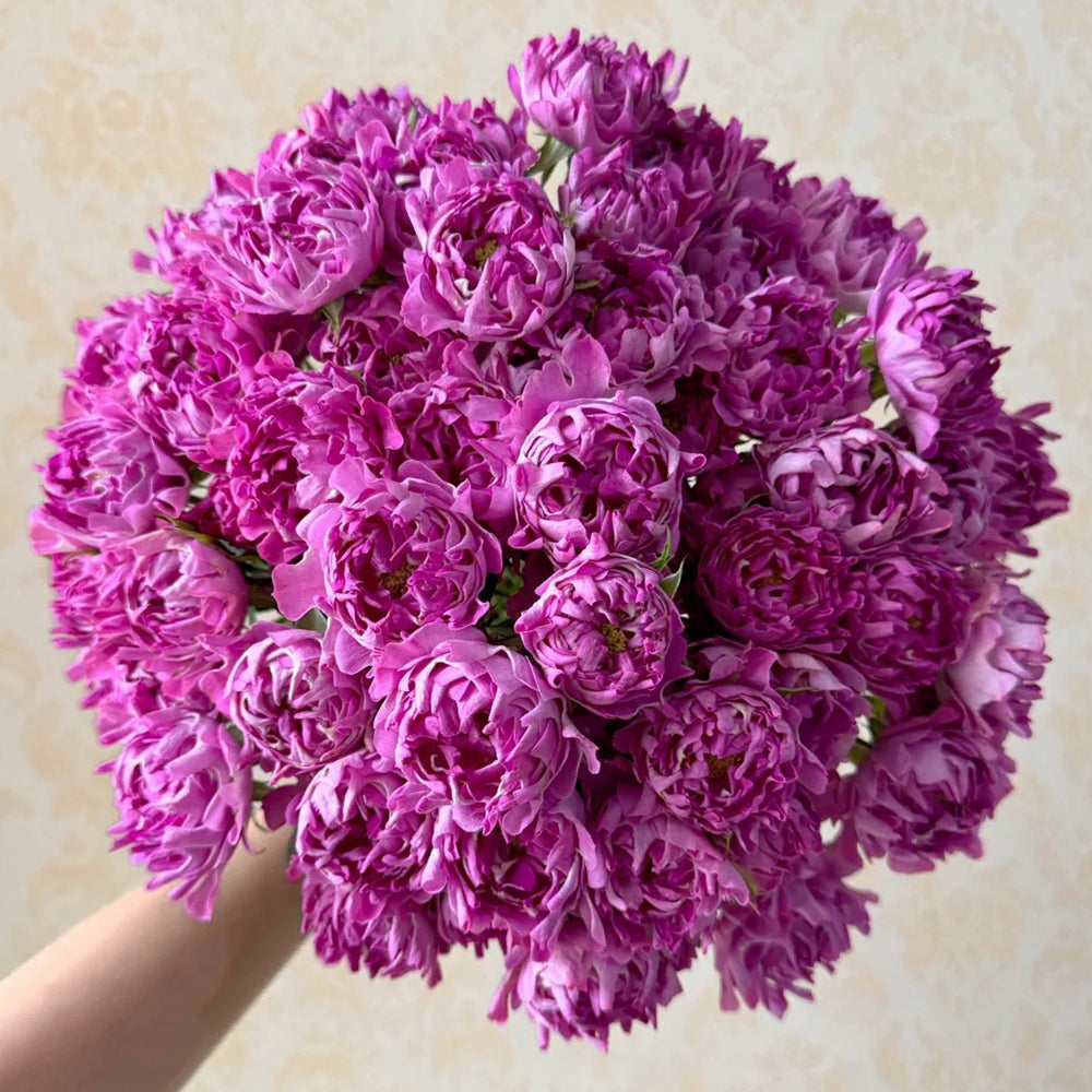 New Look Florist Shrub Rose