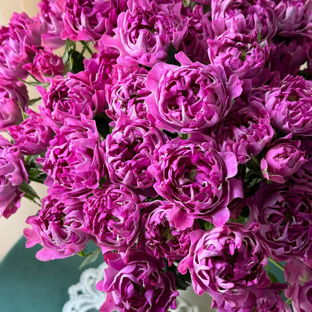 New Look Florist Shrub Rose