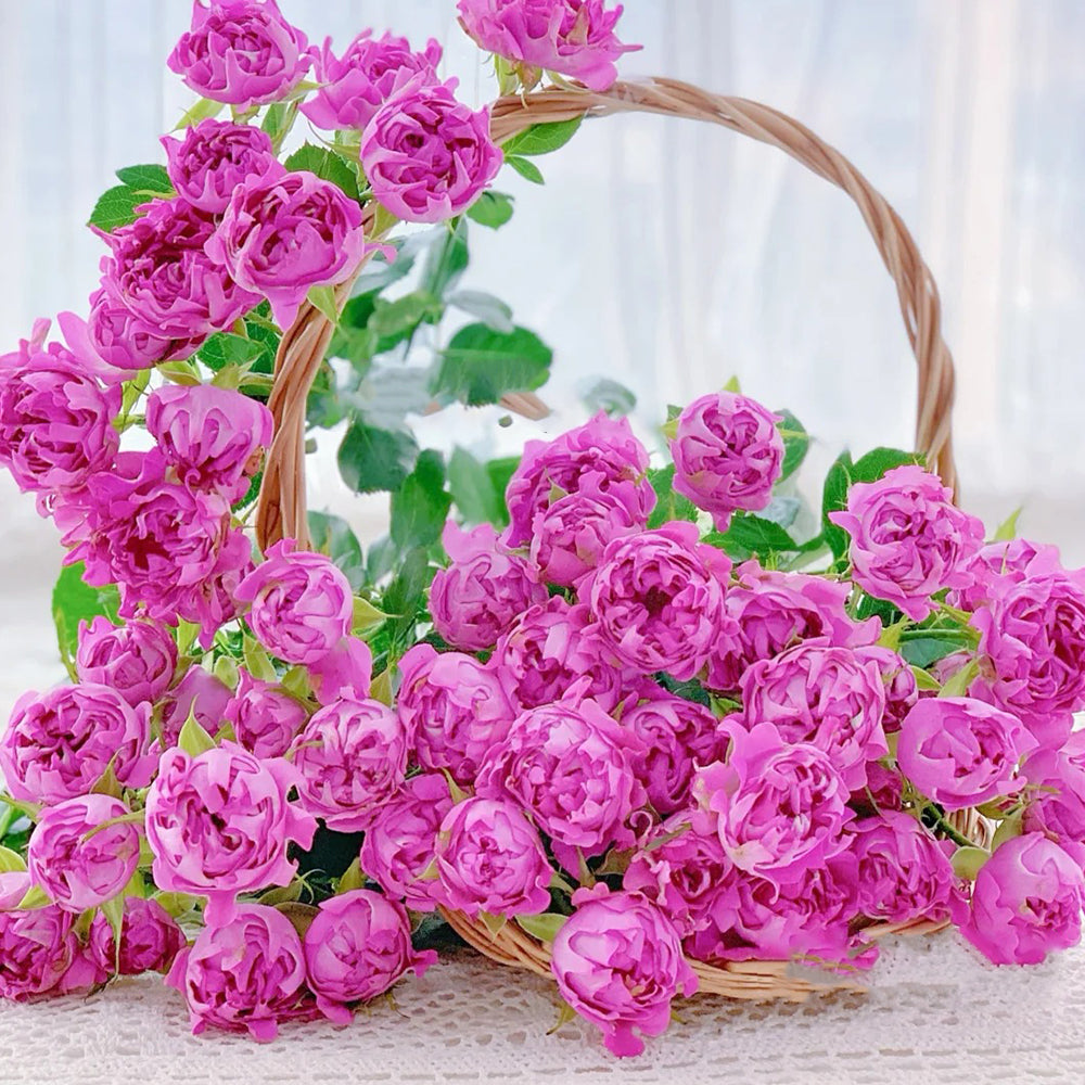 New Look Florist Shrub Rose