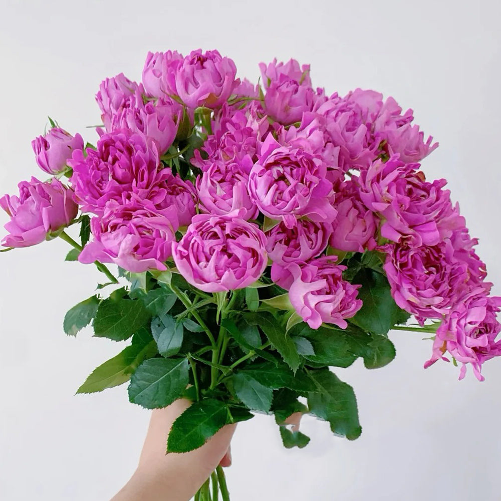 New Look Florist Shrub Rose
