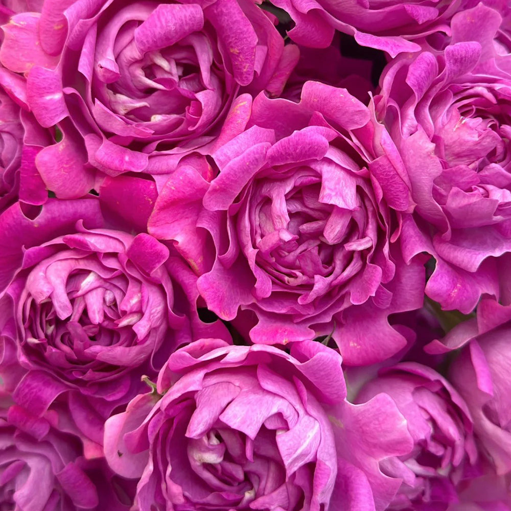 New Look Florist Shrub Rose