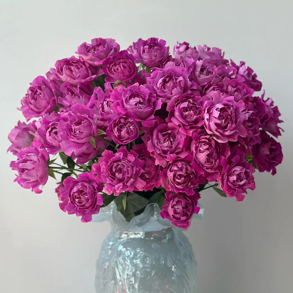 New Look Florist Shrub Rose