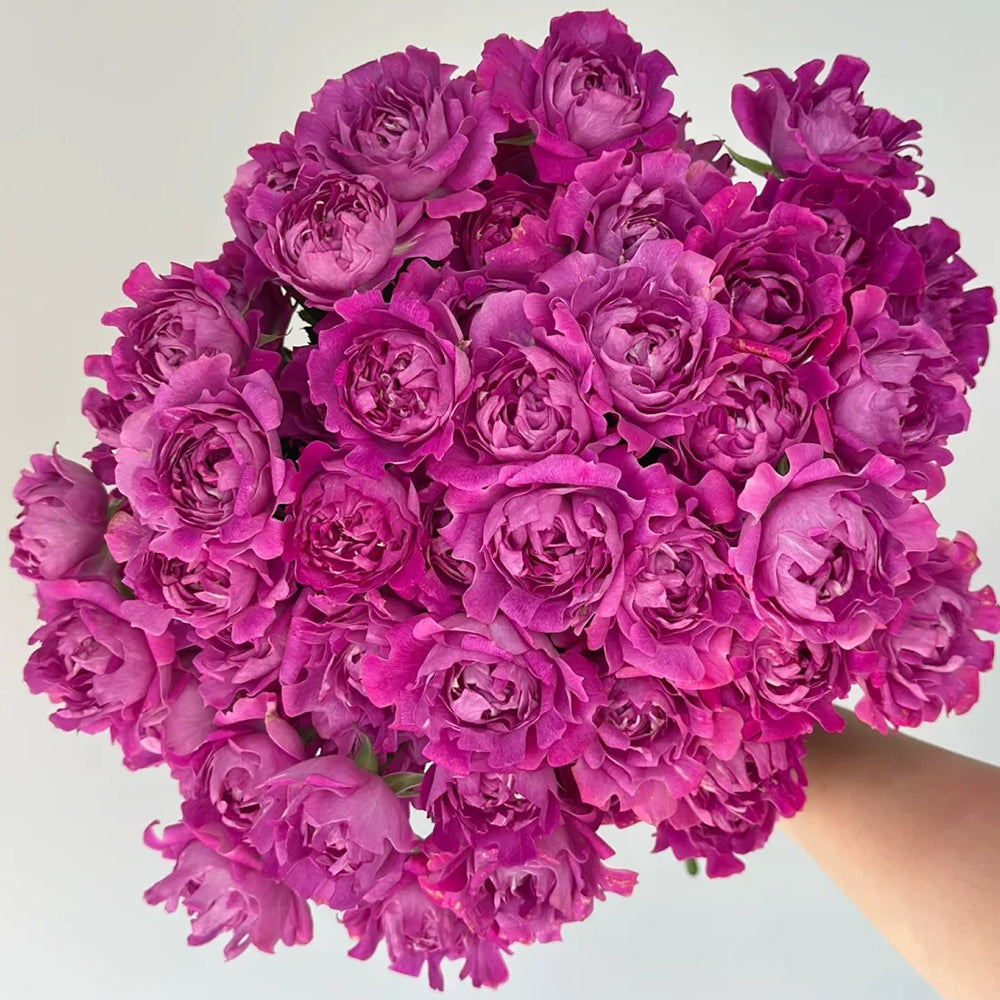 New Look Florist Shrub Rose