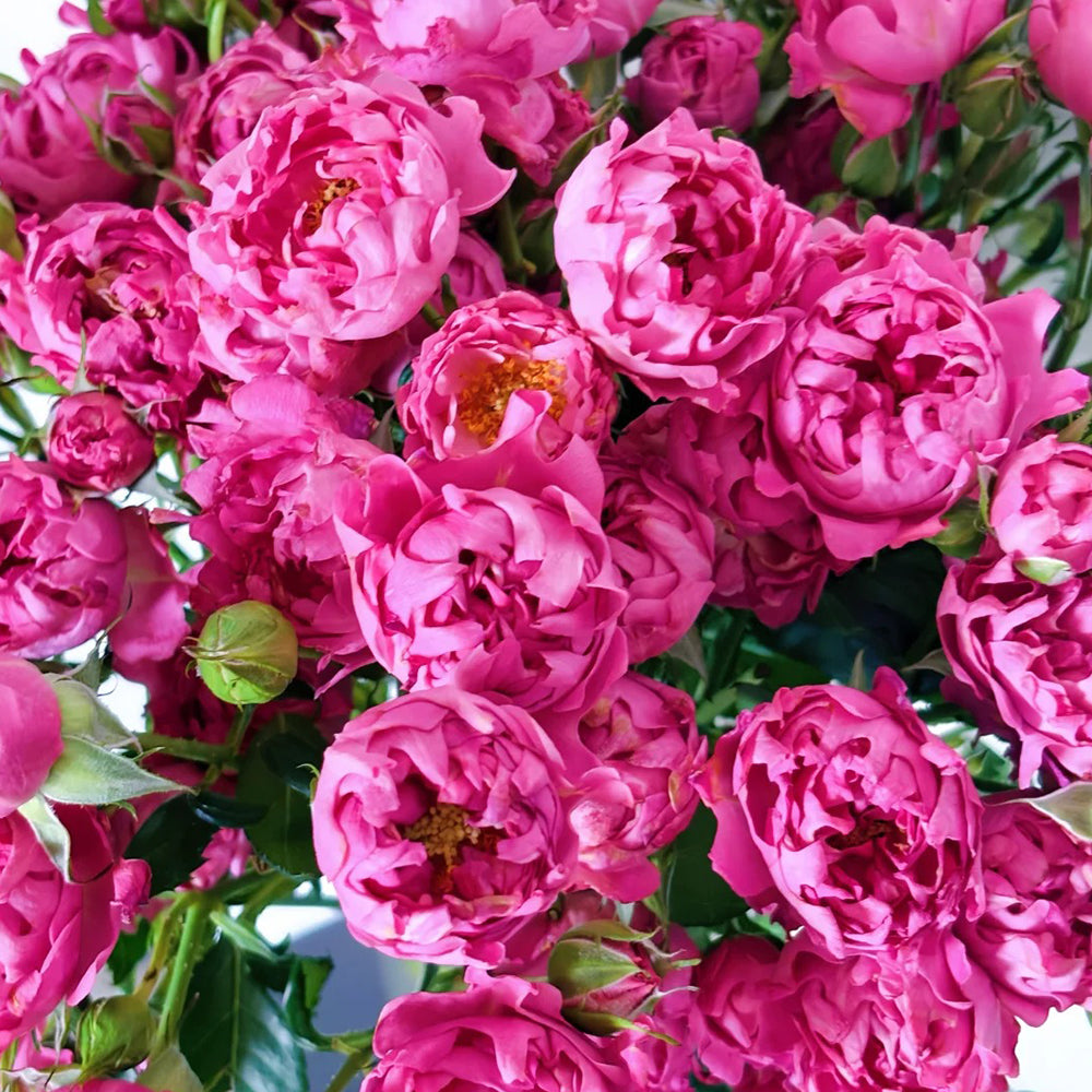 New Look Florist Shrub Rose